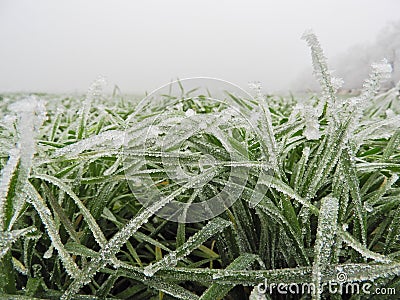 Ice accretion on winter wheat leaves in winter. Stock Photo