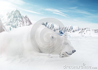 Ice Bear Stock Photo