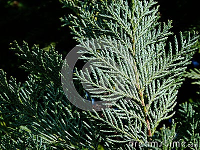Ice blue Juniper or Arizona Cypress branch close up detail Stock Photo