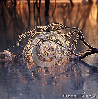 Ice branch in the frozen river Stock Photo