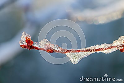 Ice Coated Tree Buds in Spring Thaw Stock Photo