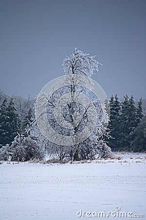 Ice Coated Tree After An Ontario Freezing Rain Storm Stock Photo