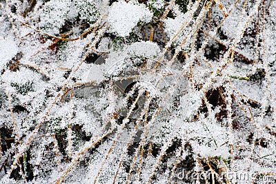 Snow crust on shrub close-up winter season nature background Stock Photo