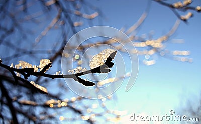 Ice crystals frozen on dry branches and cherry buds. The sun`s rays reflecting in the ice Stock Photo