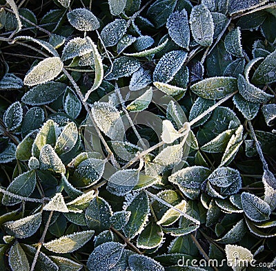 Ice crystals or hoarfrost Stock Photo