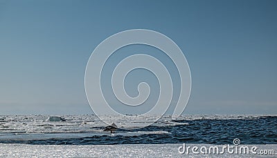 Ice drift on the river. Ripples on the blue water. Stock Photo