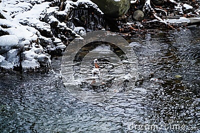 Ice figurines, iced tree, branches in icy glaze, frozen water in icicles, ice patterns Stock Photo