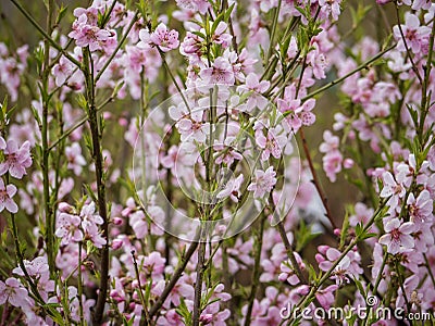 Ice peach tree branch in pink bloom. Spring season. Fruit trees for gardens Stock Photo