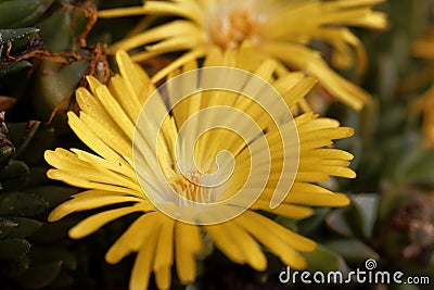 The ice plant Delosperma congestum Stock Photo