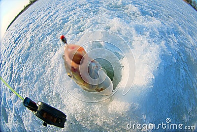 Vimba fishing fish-eye lens Stock Photo