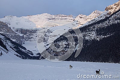 Ice Rink Lake Louise Dogs Stock Photo