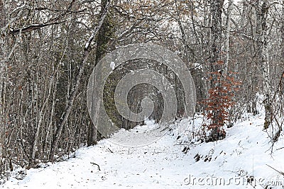 Ice and snow in high trees Stock Photo