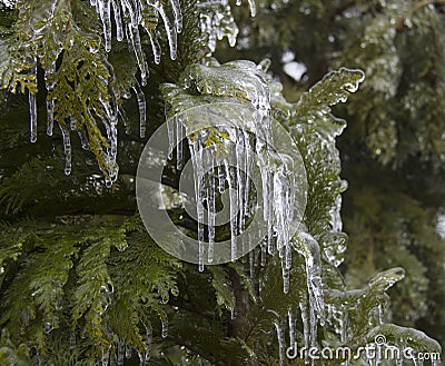 Ice thuja Stock Photo