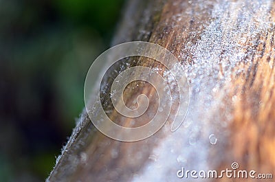 Ice on tree Stock Photo