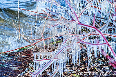 Ice on a twigs near lake close up Stock Photo