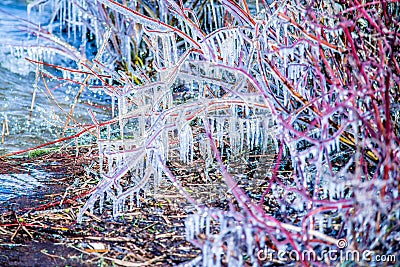 Ice on a twigs near lake close up Stock Photo