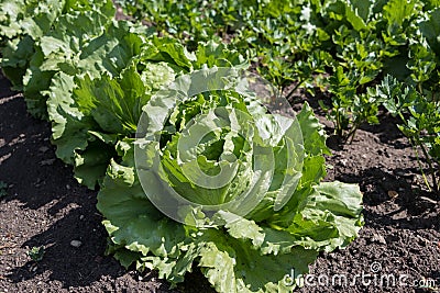 Iceberg lettuce growing in the garden in spring Stock Photo