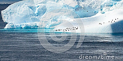 Iceberg with penguins and cormorants. Beautiful blue and turquoise iceberg in Antarctica with many animals. Photo is very sharp. Stock Photo