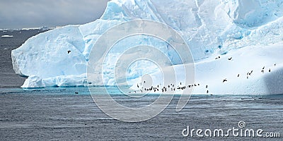 Iceberg with penguins and cormorants. Beautiful blue and turquoise iceberg in Antarctica with many animals. Photo is very sharp. Stock Photo