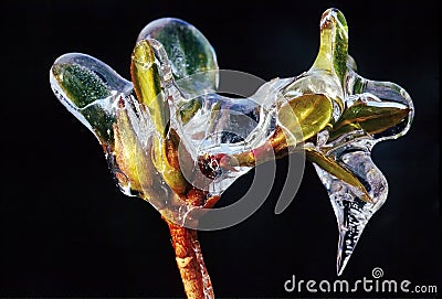 Iced bud Stock Photo