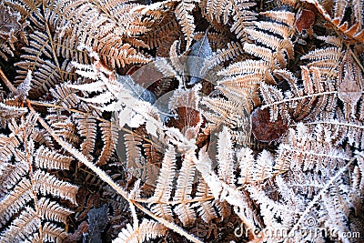 Iced fern winter colorful leaf and grass texture background Stock Photo