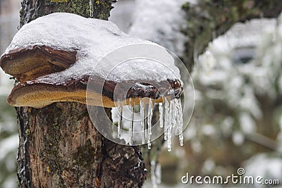 Iced mushroom attached to the bark of a tree Stock Photo