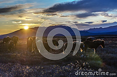 Iceland, autumn, sunset, Typical Icelandic scenery during sunset. horses at sunset Stock Photo