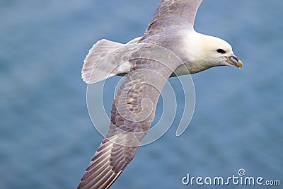 Iceland Gull Stock Photo