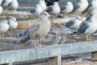 Iceland Gull - Larus glaucoides Stock Photo