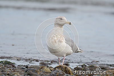 Iceland Gull resting at seaside Stock Photo