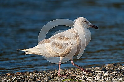 Iceland Gull resting at seaside Stock Photo