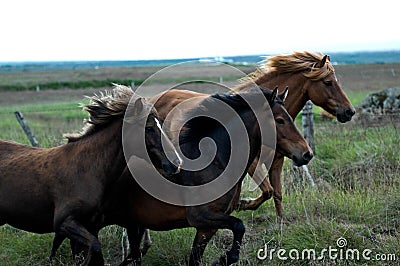 Iceland horses with nobody around Stock Photo
