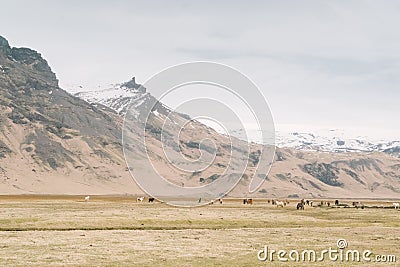 Iceland landscape photography. Wild horses with beautiful snowy mountains in the background Stock Photo