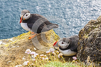 Iceland, Latrabjarg cliffs - wildlife. Stock Photo