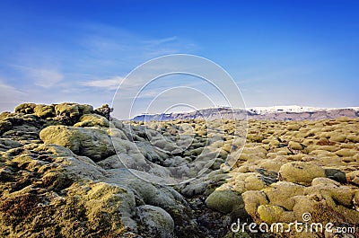 Iceland Lava field Stock Photo