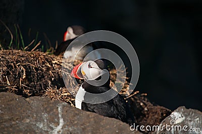 Iceland, Northern Europe, puffin, puffins, bird, birdwatching, Dyrholaey, nature reserve, climate change Stock Photo