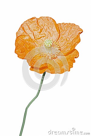 Iceland poppy flower Stock Photo
