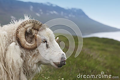 Iceland. Seydisfjordur. Icelandic lamb and fiord. Stock Photo