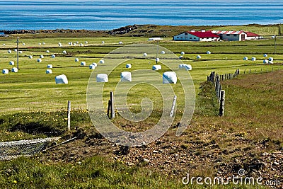 Iceland, west fjords, green landscape and typical bales of hay Stock Photo