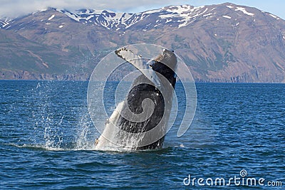 Iceland - whale show Stock Photo