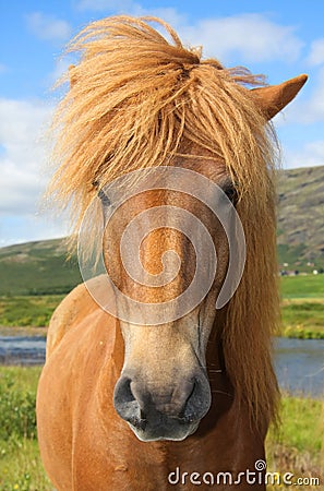 Icelandic horse Stock Photo