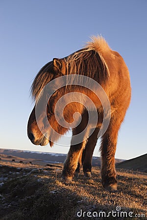 Icelandic horse Stock Photo