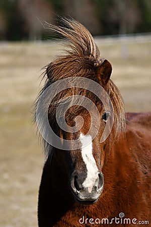 Icelandic horse brown mare Stock Photo