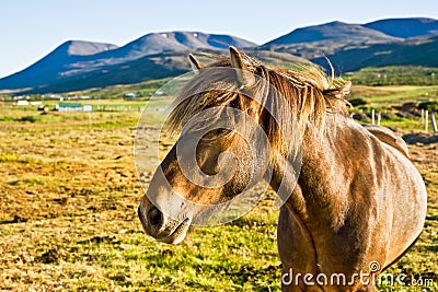 Icelandic horse in a farm late evening. Stock Photo