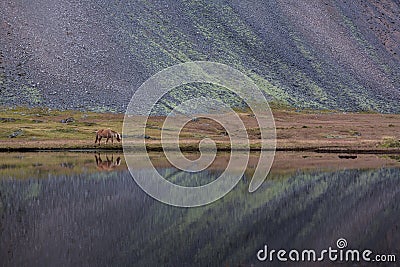 Icelandic horse grazing wild Iceland Stock Photo