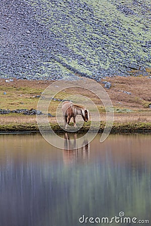 Icelandic horse grazing wild Iceland Stock Photo
