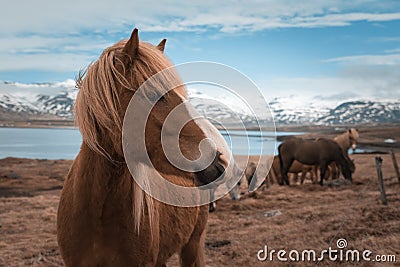 Icelandic horse with snowy mountains in Eyjafjordur Stock Photo