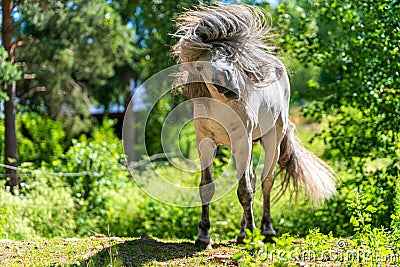 Icelandic horse stallion shaking his head so the mane flutters in the air Stock Photo