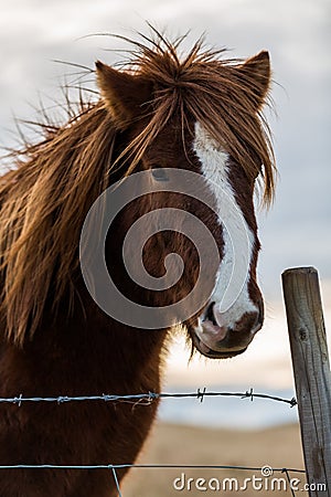 Icelandic horse in the wild sunset Stock Photo