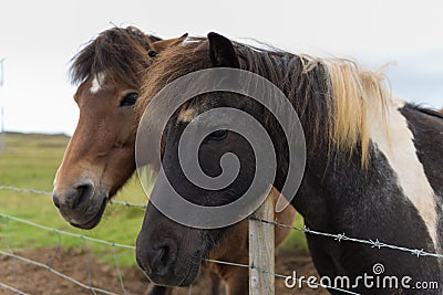 Icelandic horses closeup Stock Photo